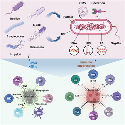 Bacteria-based immunotherapy for cancer: a systematic review of preclinical studies